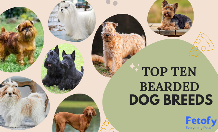Top 10 Bearded Dog Breeds | Nature, Height, Weight & Lifespan