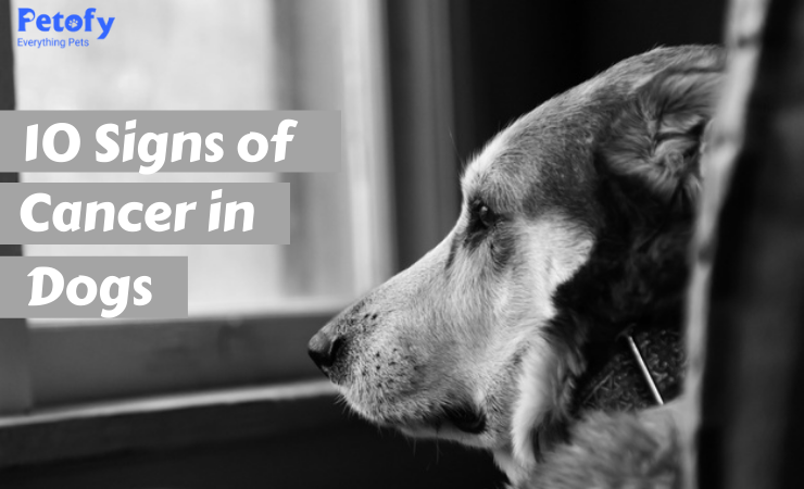10 Early Signs of Cancer in Dogs That Pet Parents Can Spot Easily