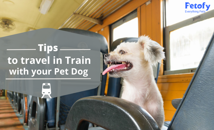 Tips To Travel In Train With Your Pet Dog