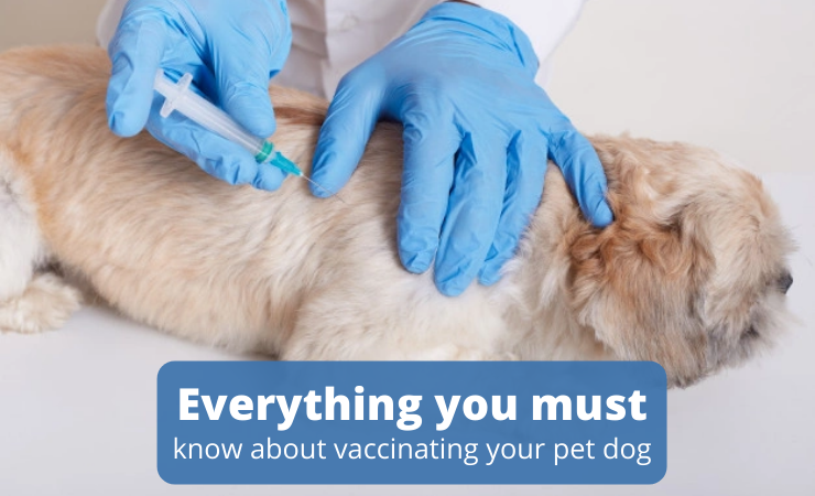 Dog Vaccinations – Everything You Must Know About