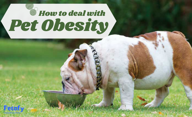 How To Deal With Pet Obesity: Problems and Treatment