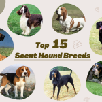 Top 15 Scent Hound Breeds | Scent or Smells Experts