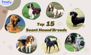 Top 15 Scent Hound Breeds | Scent or Smells Experts