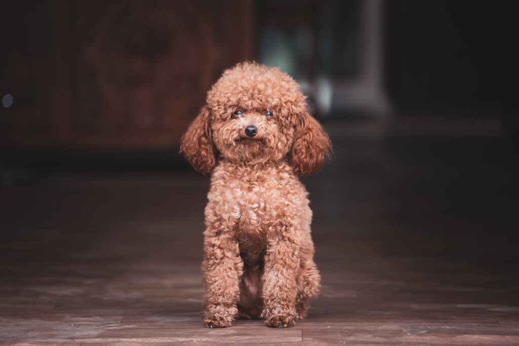 Poodle