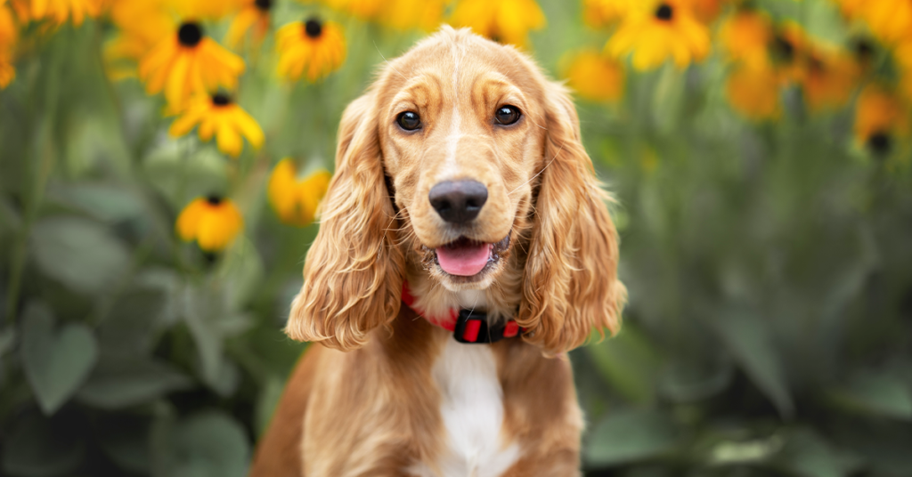 Cocker Spaniel