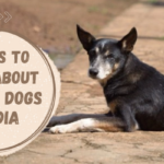 Things to Know About Stray Dogs in India