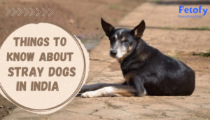 Things to Know About Stray Dogs in India