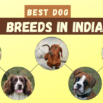 Best Dog Breeds in India For Home