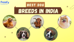 Best Dog Breeds in India For Home