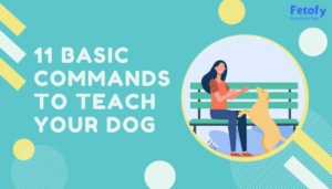 11 Basic Dog Training Commands For Your Pet