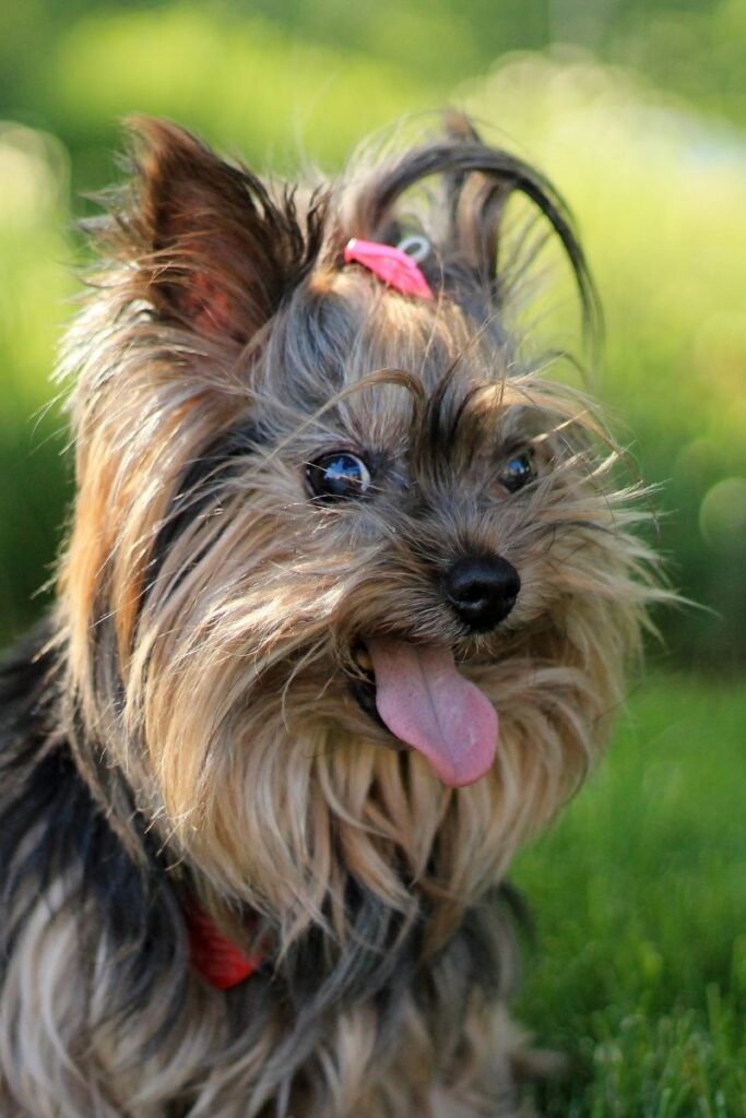 Airedale Terrier with Long Beard