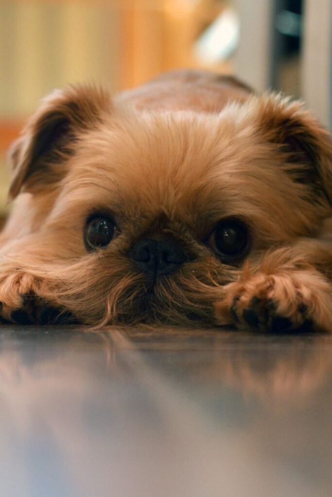Brussels Griffon with Long Beard