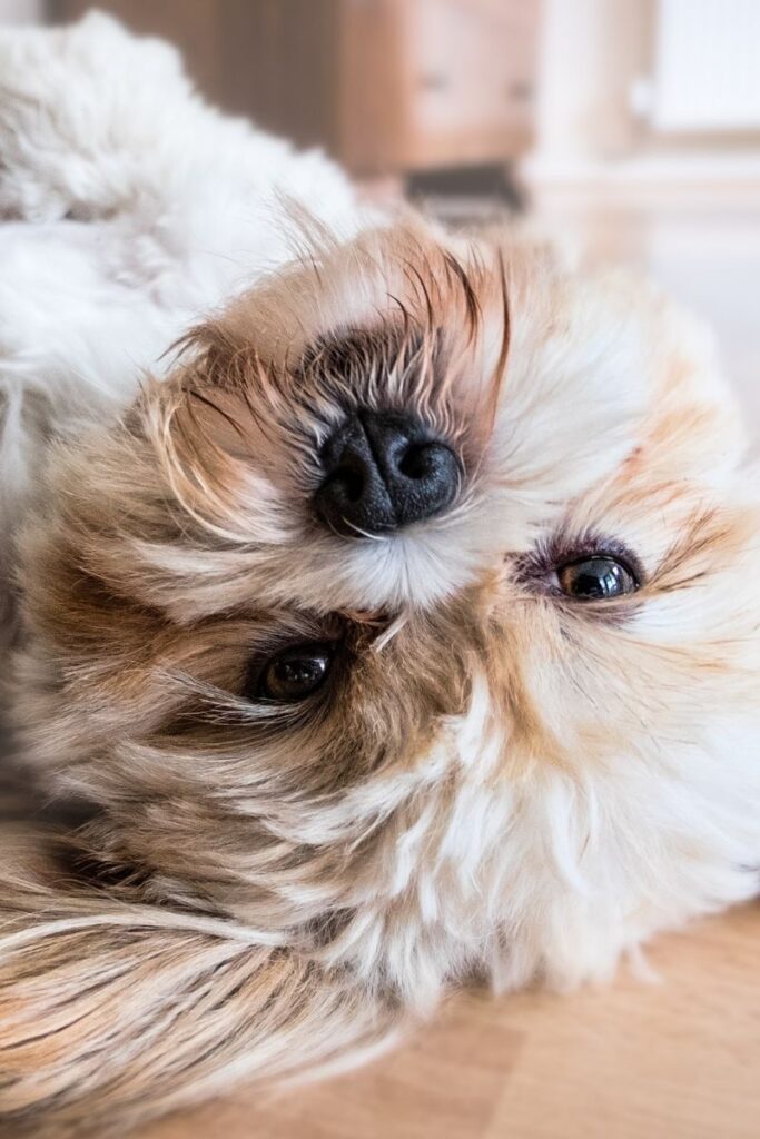 Lhasa Apso with Long Beard