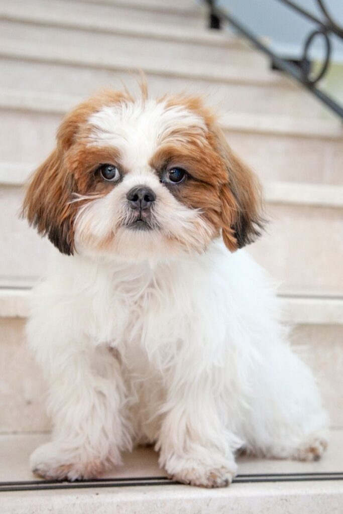  Shih Tzu with Long Beard