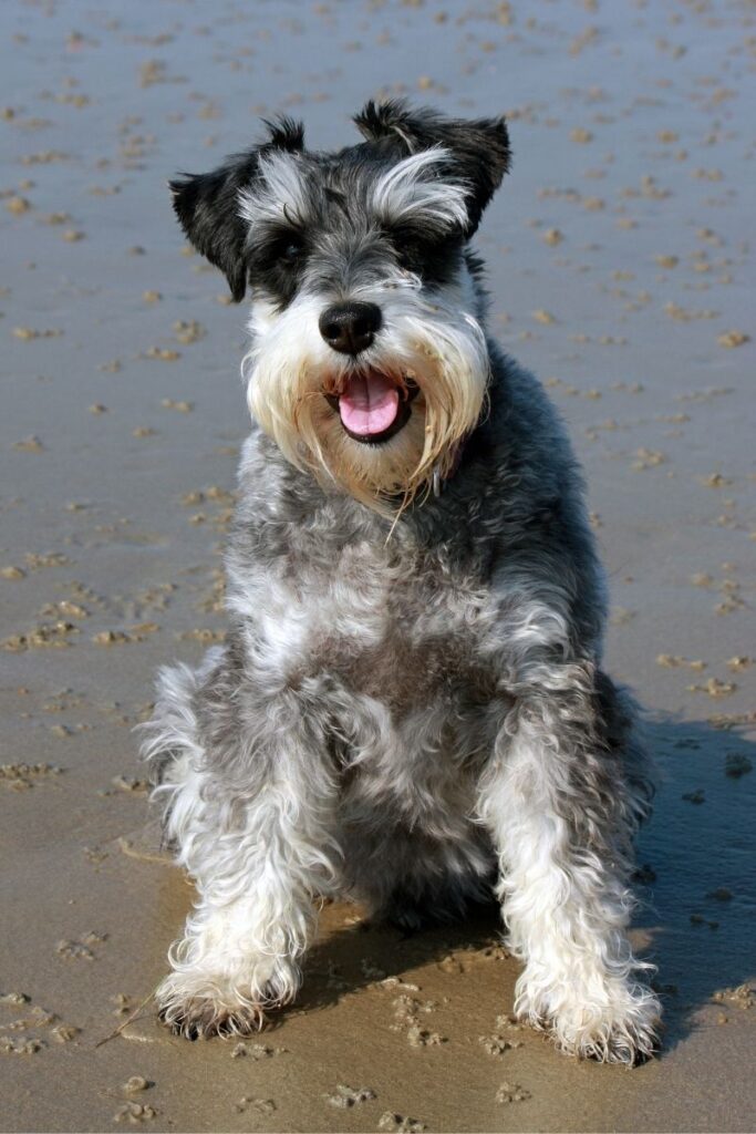 Standard Schnauzer with Long Beard
