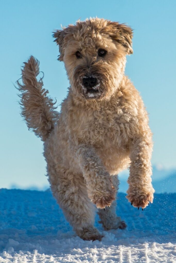 Wheaten Terrier with Long Beard