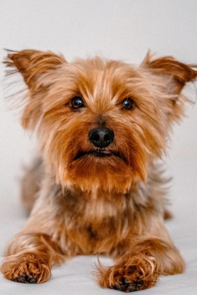 Yorkshire Terrier with Long Beard