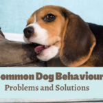 11 Common Dog Behavior Problems and Solutions