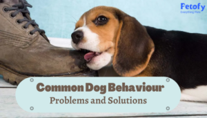 11 Common Dog Behavior Problems and Solutions