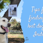 How To Find A Lost Dog In India: Ultimate Guide
