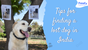 How To Find A Lost Dog In India: Ultimate Guide