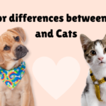 Top 7 Major Differences Between Dogs and Cats
