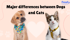 Top 7 Major Differences Between Dogs and Cats