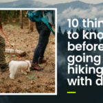 10 Things to Know Before Going Hiking With a Dog
