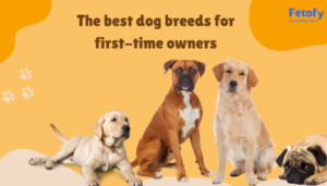13 Best Dog Breeds For First Time Owners