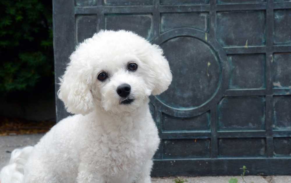 Bichon Frise Dog Breeds For First-Time Owners Bichon Frise Dog Breeds For First-Time Owners