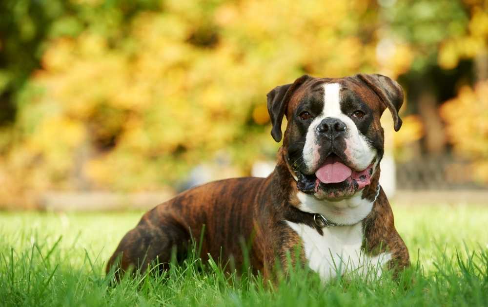Boxer Dog Breeds For First-Time Owners Boxer Dog Breeds For First-Time Owners