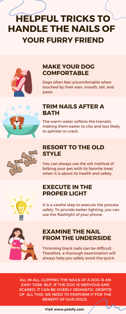 Infographic on How to Cut Dog Nails Safely
