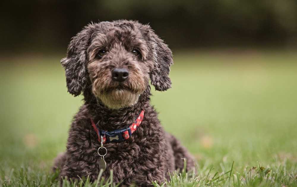 Cockapoo Dog Breeds For First-Time Owners Cockapoo Dog Breeds For First-Time Owners