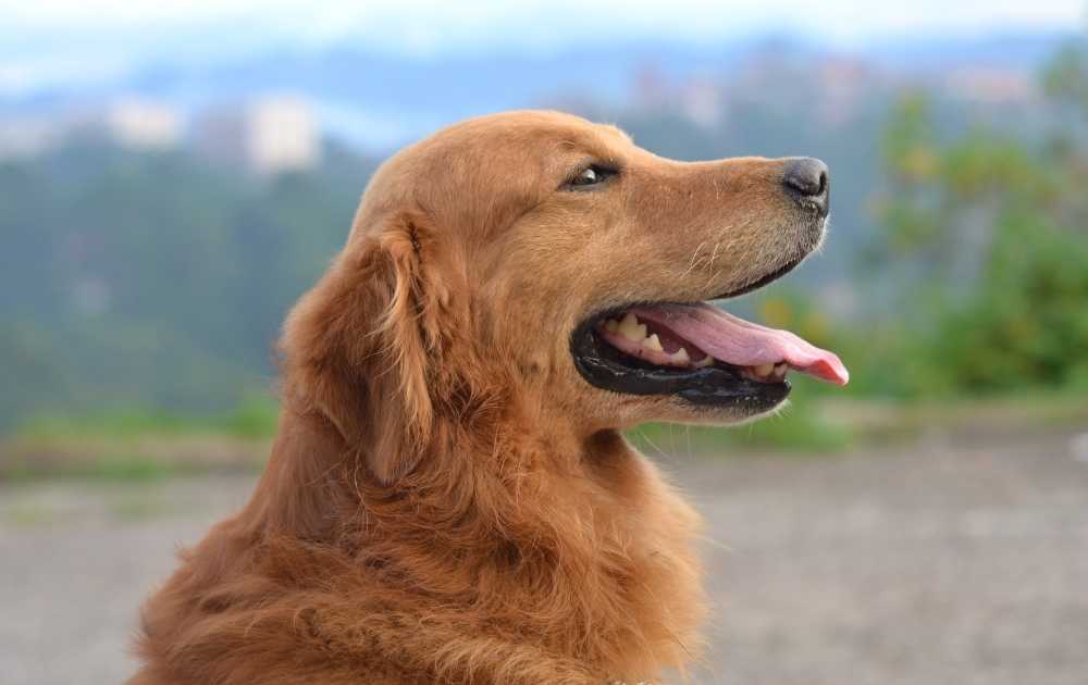 Golden Retriever Dog Breeds For First-Time Owners Golden Retriever Dog Breeds For First-Time Owners