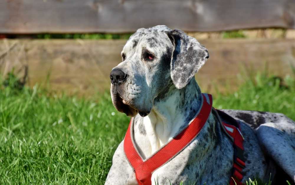 Great Dane Dog Breeds For First-Time Owners Great Dane Dog Breeds For First-Time Owners