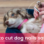 How to Cut Dog Nails Safely Without Hurting Him
