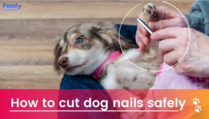How to Cut Dog Nails Safely Without Hurting Him