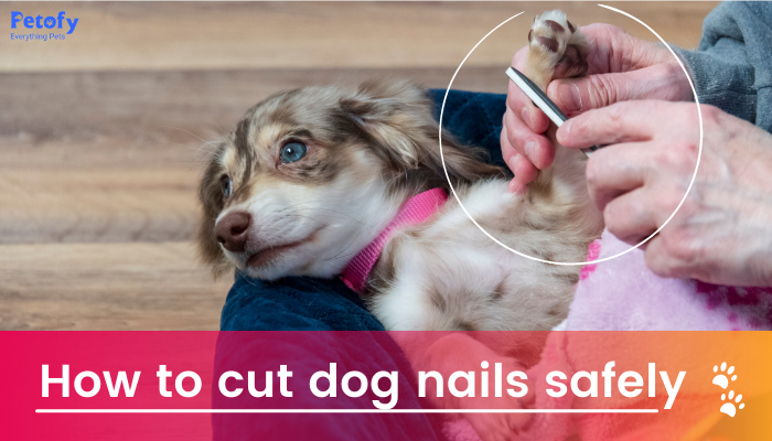 How to Cut Dog Nails Safely Without Hurting Him