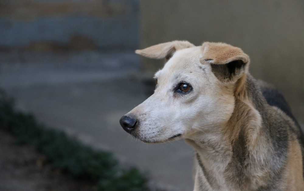 Pariah Dog Breeds For First-Time Owners Indian Pariah Dog Breeds For First-Time Owners