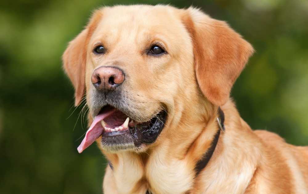 Labrador dog breeds for first-time owners Labrador dog breeds for first-time owners