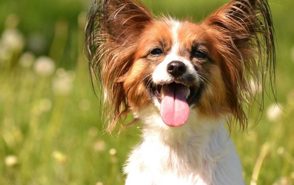 Papillon Dog breeds for first-time owners Papillon Dog breeds for first-time owners