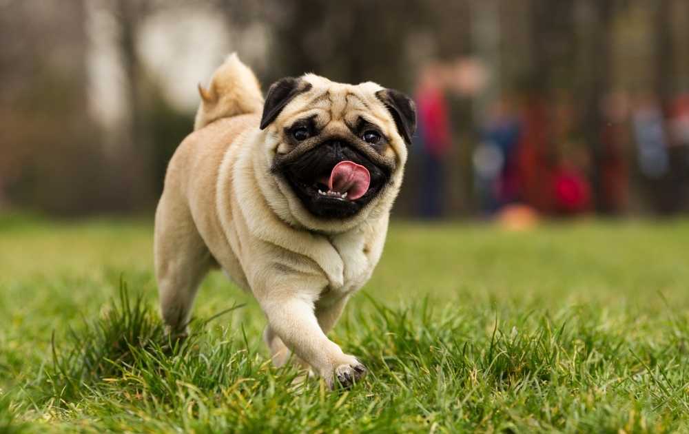 Pug Dog Breeds For First-Time Owners Pug Dog Breeds For First-Time Owners