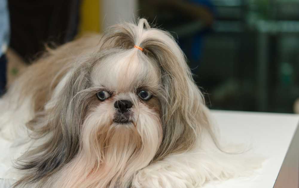 Shih Tzu Dog Breeds For First-Time Owners Shih Tzu Dog Breeds For First-Time Owners