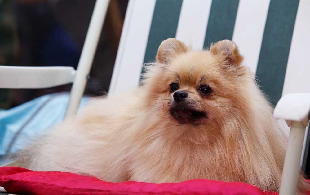 Spitz Dog Breeds For First-Time Owners Spitz Dog Breeds For First-Time Owners