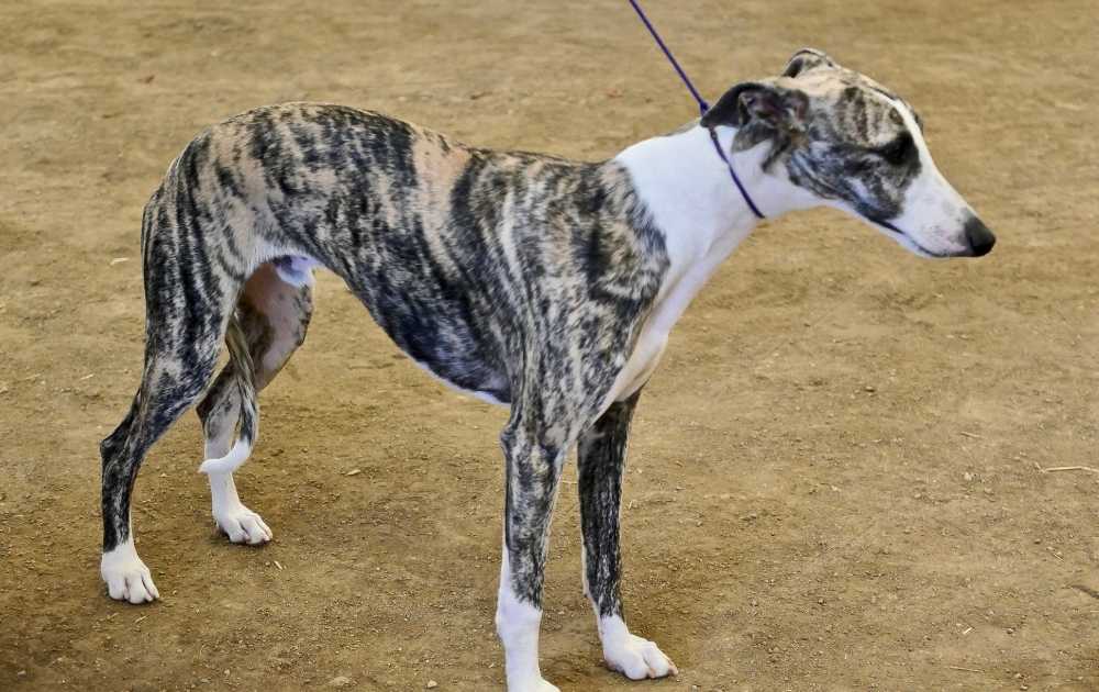 Whippet Dog Breeds For First-Time Owners Whippet Dog Breeds For First-Time Owners