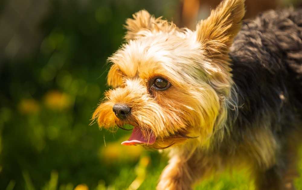 Yorkshire Terrier Dog Breeds For First-Time Owners Yorkshire Terrier Dog Breeds For First-Time Owners