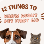 11 Things To Know About Pet First Aid Kit