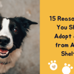 15 Reasons Why You Should Adopt a Dog From Animal Shelter