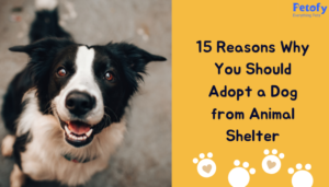 15 Reasons Why You Should Adopt a Dog From Animal Shelter