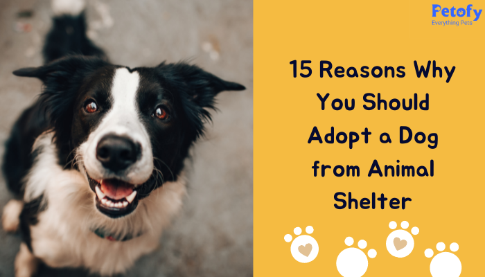 15 Reasons Why You Should Adopt a Dog From Animal Shelter